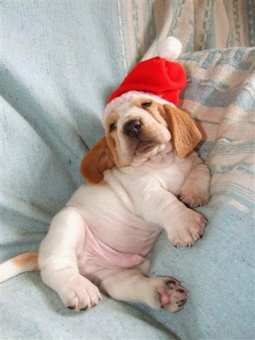 See more Merry Christmas Puppy http://cutepuppyanddog.blogspot.com/
