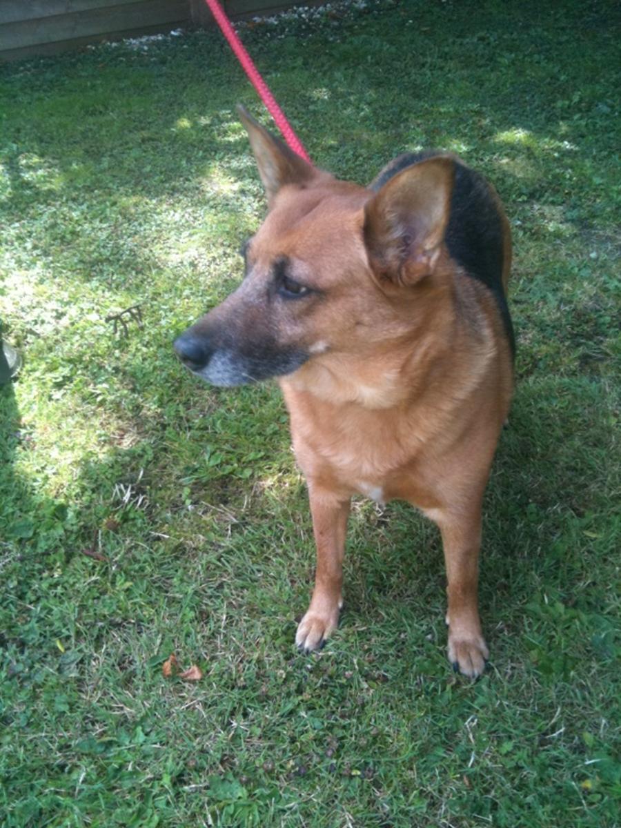 Dogs For Rehoming Near Milton Keynes Dogs For Rehoming Near Milton Keynes