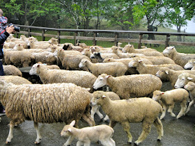 Horde of lambs Green Green Grassland
