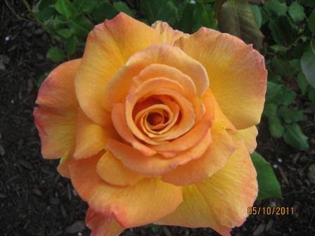 Green Thumb in Zone 5: A photo of our beautiful Tahitian ...