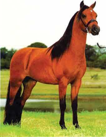 תוצאת תמונה עבור סוס