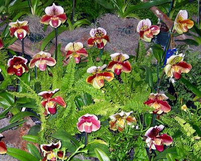 Orquídeas Terrestres Tipos de Orquídeas Terrestres