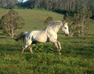 Baby White Horse