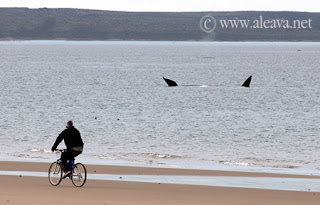 Whale Watching Tours - Description and options