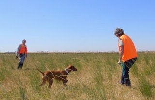 Dane helps us prepare for hunt tests with Ben Aug 2020 9 mo old