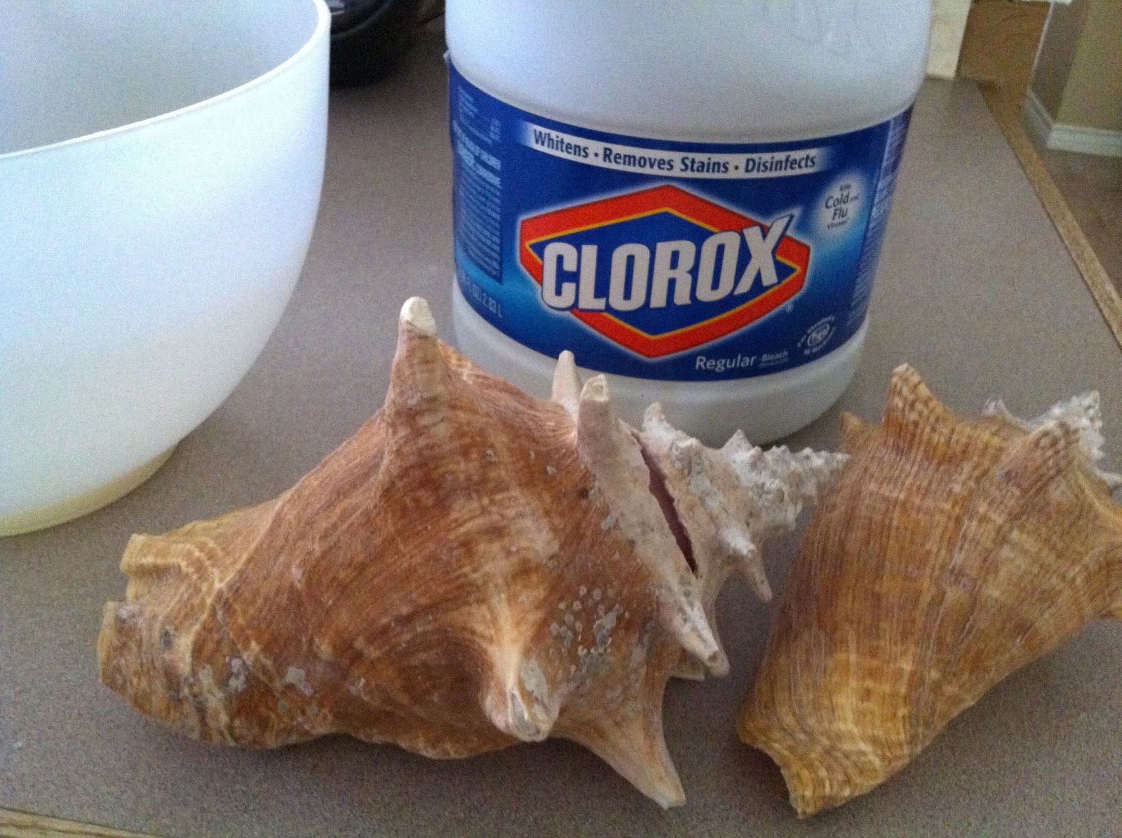 Hayley Daily HowTo DeStinkify and Polish Sea Shells