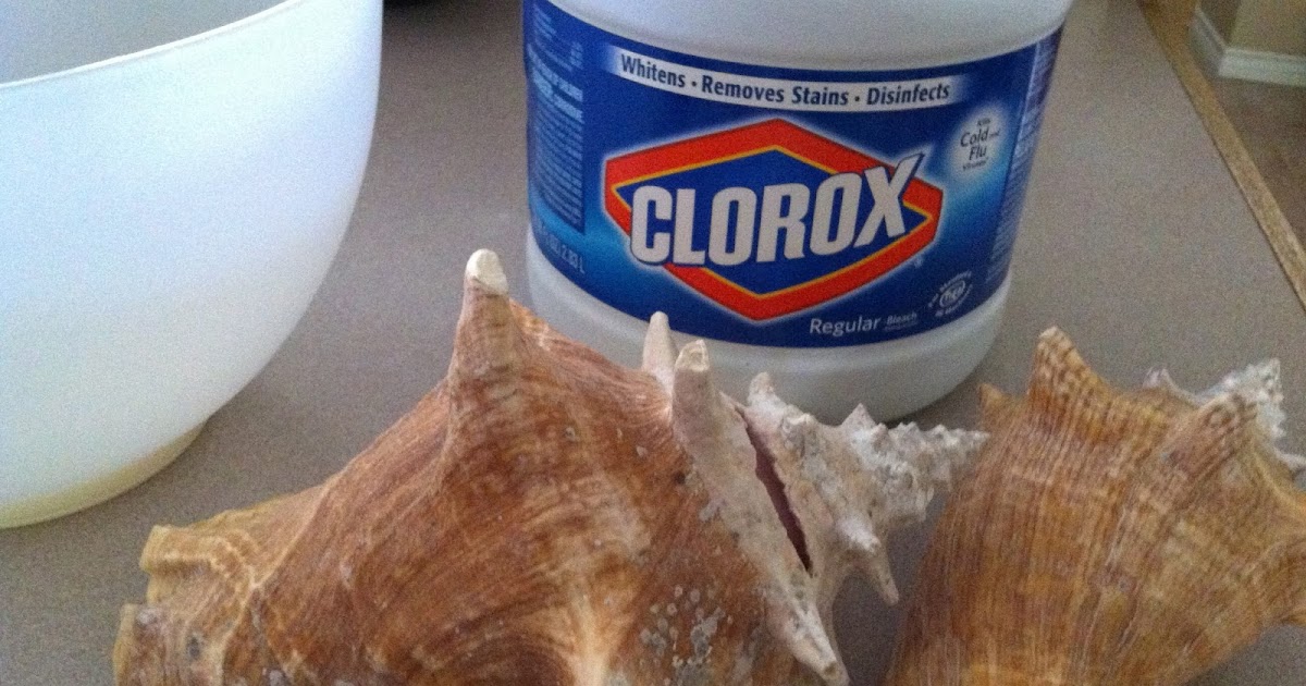 Hayley Daily HowTo DeStinkify and Polish Sea Shells