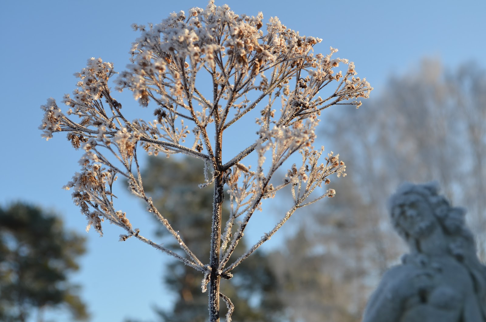 Kungsbacka trädgårdsdesign: december 2012