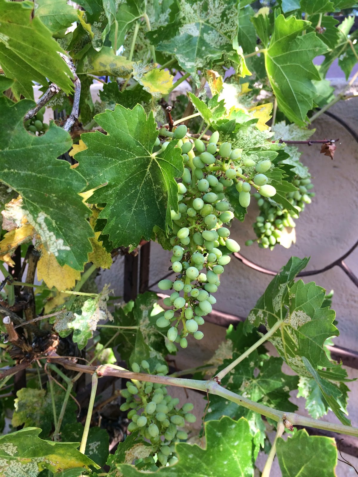 Arizona Backyard Eden Grapes