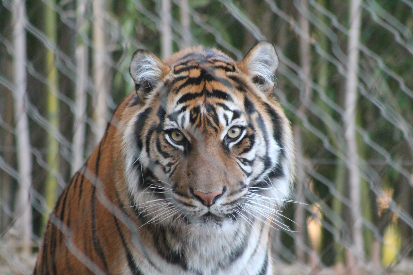 American Attractions Oklahoma City Zoo