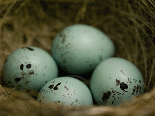 Eggs Of Birds