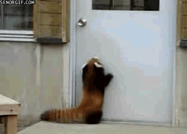 funny+gif+picture+-+red+panda+can%2527t+reach+door.gif