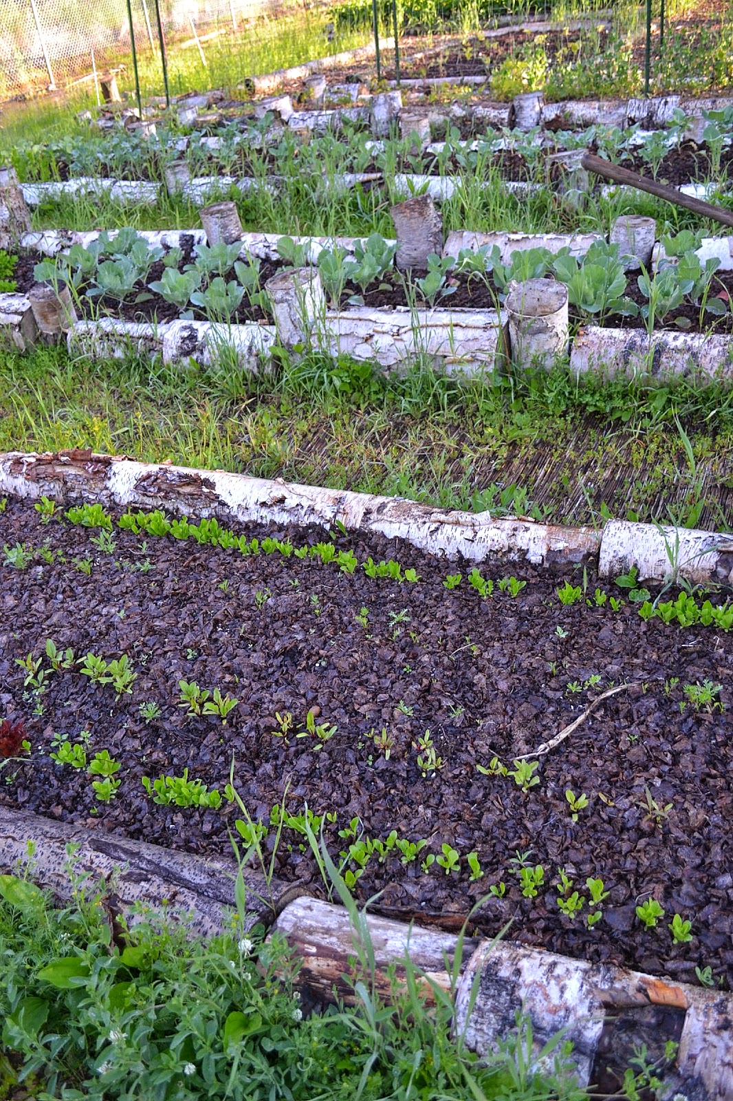 The Outlaw Gardener Alison's Wasilla Garden