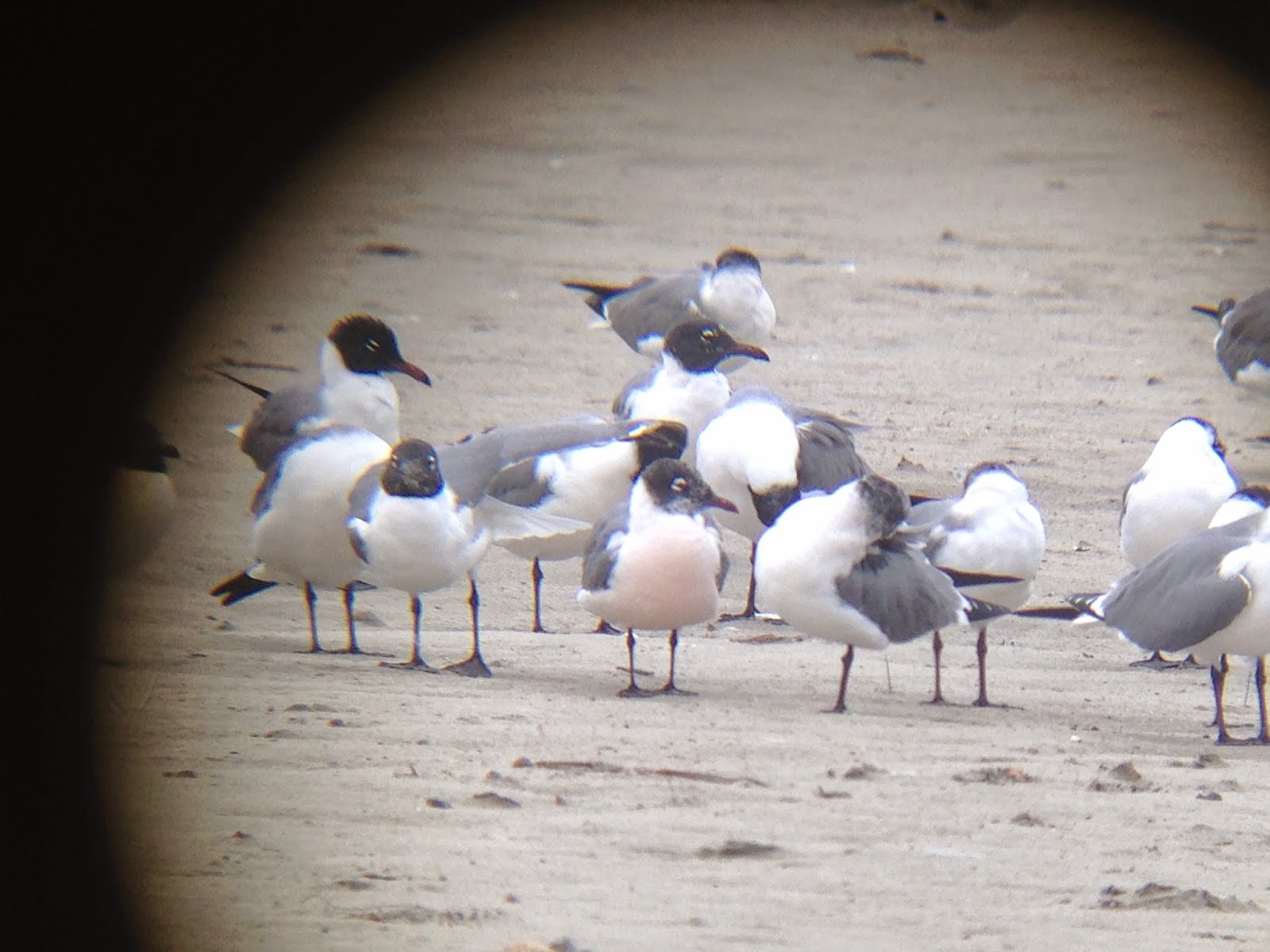 Digiscope image of a pink breasted Laughing Gull Digiscope image of a pink breasted Laughing Gull
