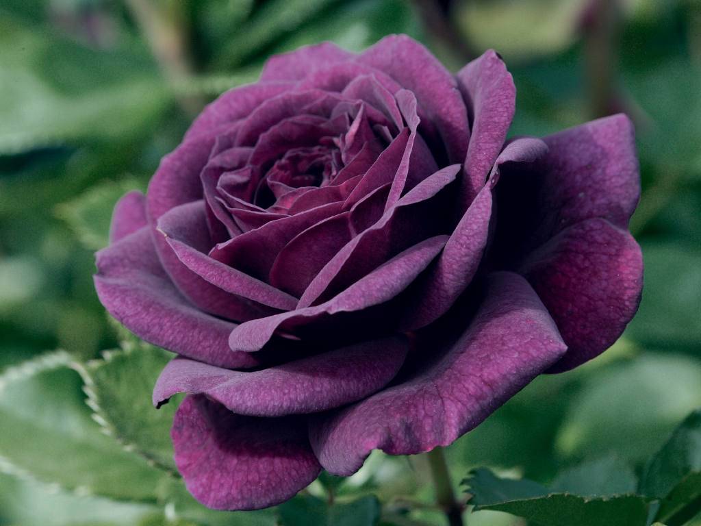 Purple Rose Wallpapers