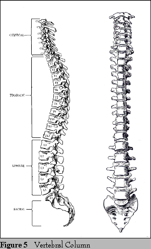 book membrane