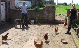 Meeting chicken in a small farm yard