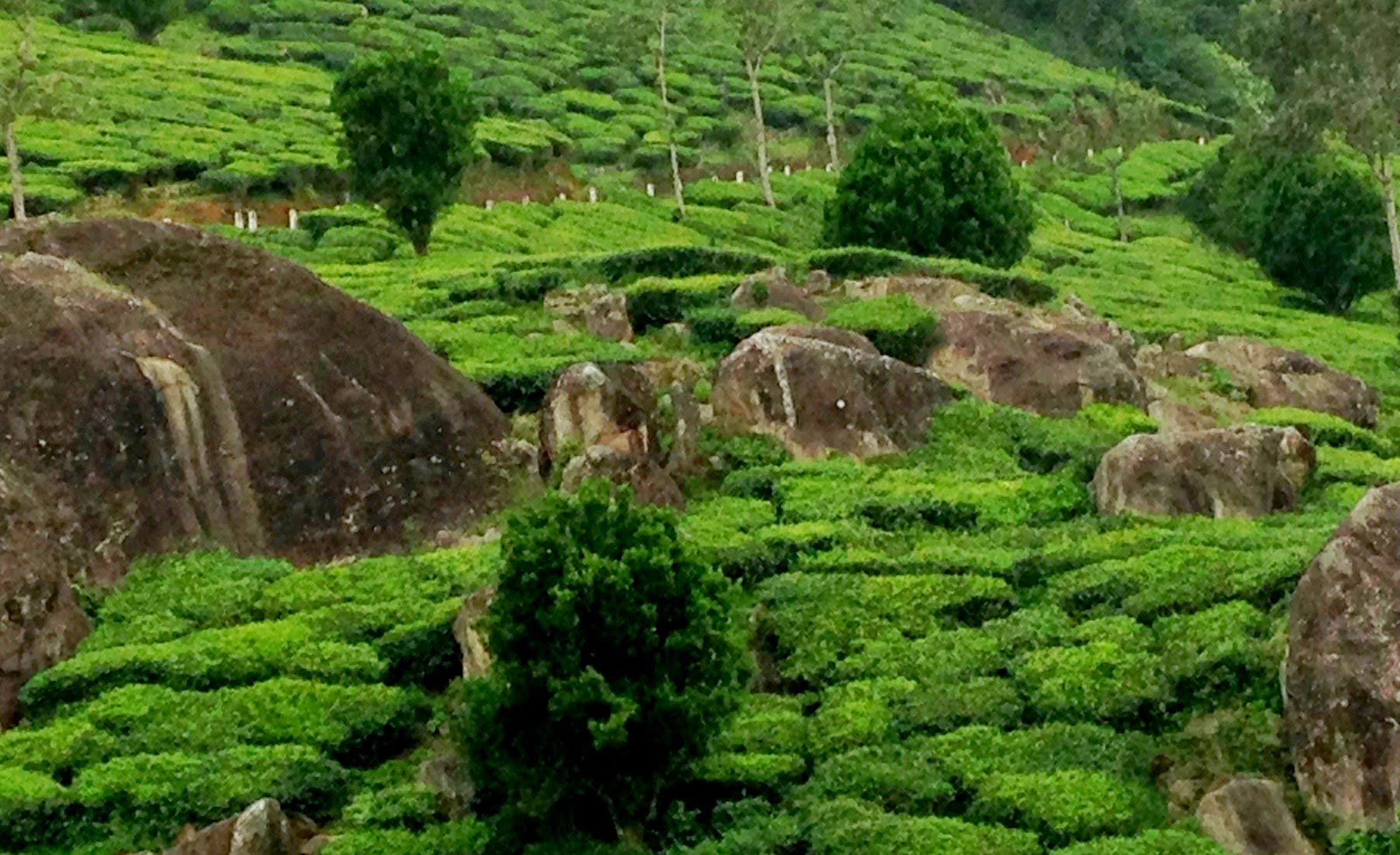 Munnar in Monsoon Munnar in Monsoon