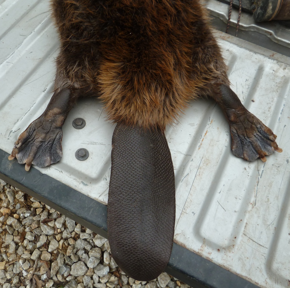 Springfield Plateau Beaver Facts