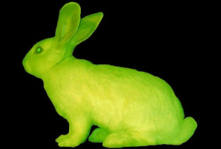 Proteina verde fluorescente: Conejo Alba
