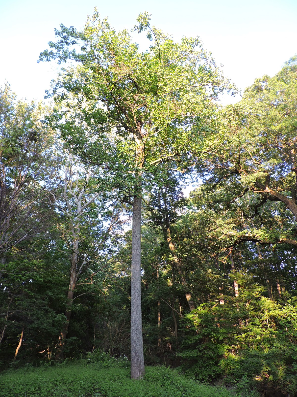 Capital Naturalist by Alonso Abugattas The Tuliptree