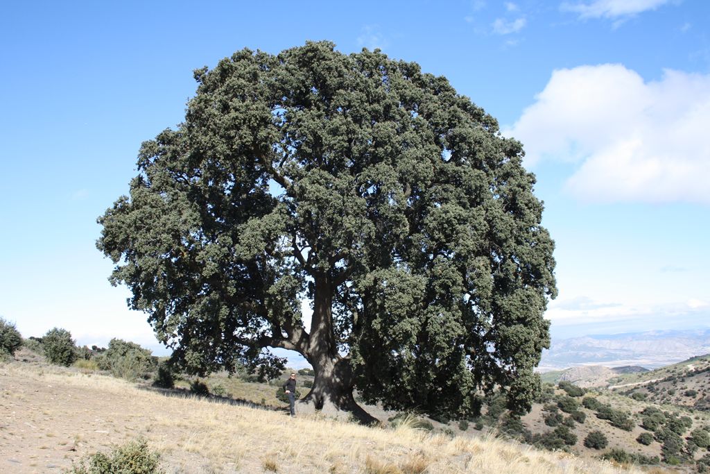 sólo Árboles El árbol más grande de Andalucía