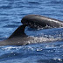 Melon-headed whale dies, after beaching itself thumbnail