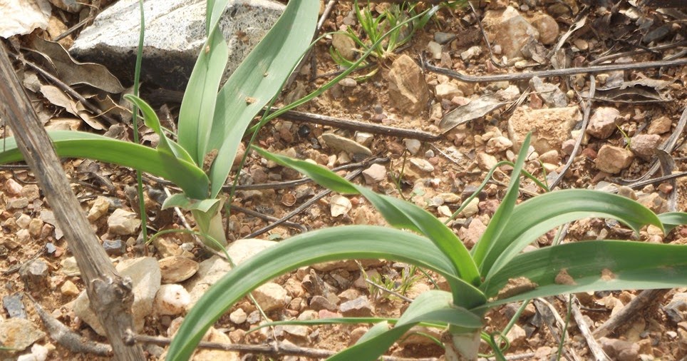 Garova Bağları Günlüğü: Köremen, Körmen, Yabani Sarımsak