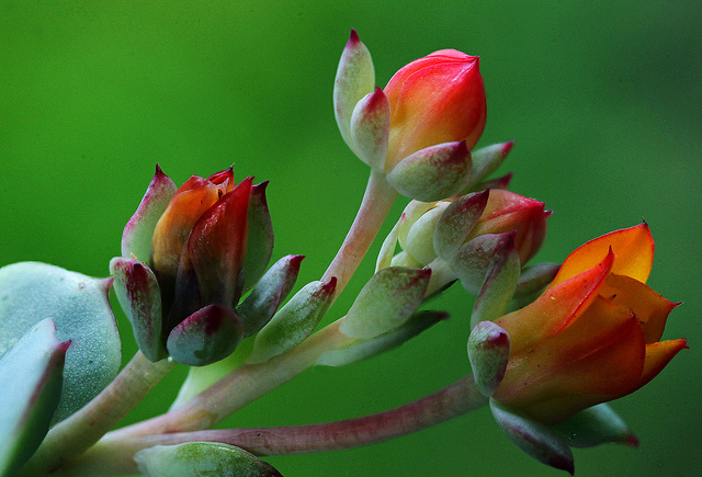 Você conhece as Echeverias