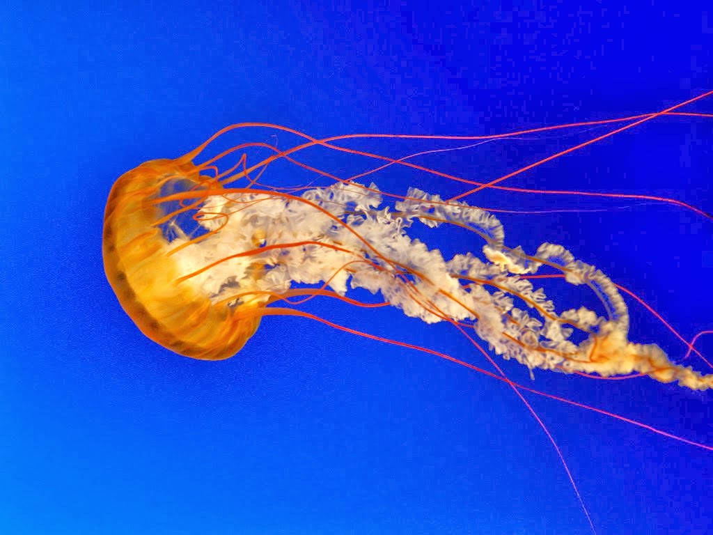 A Random Jellyfish