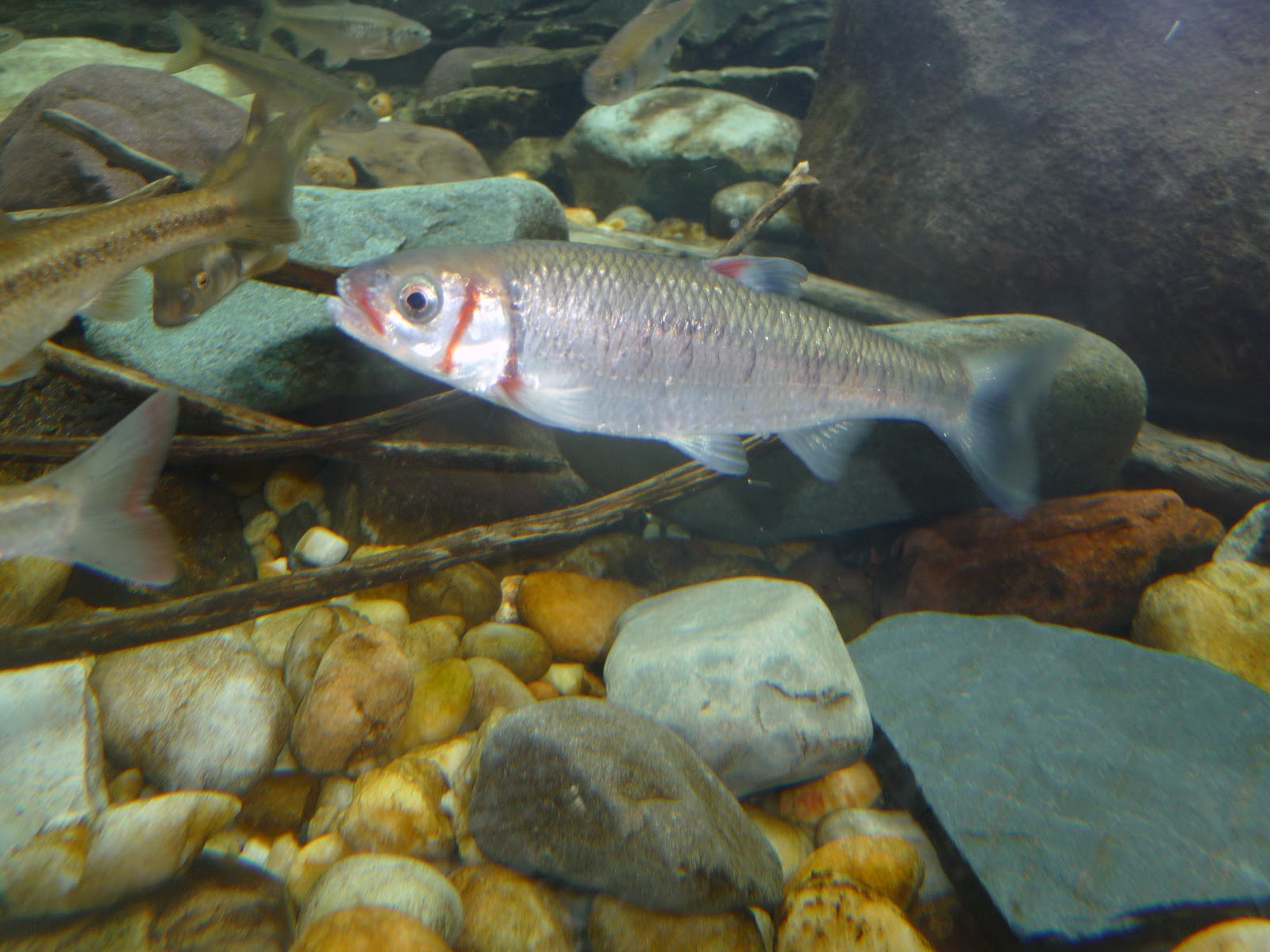 Virginia Fishes Longfin darters