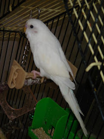 MY BIRDS PICS: PARROT'S PRICE IN INDIA