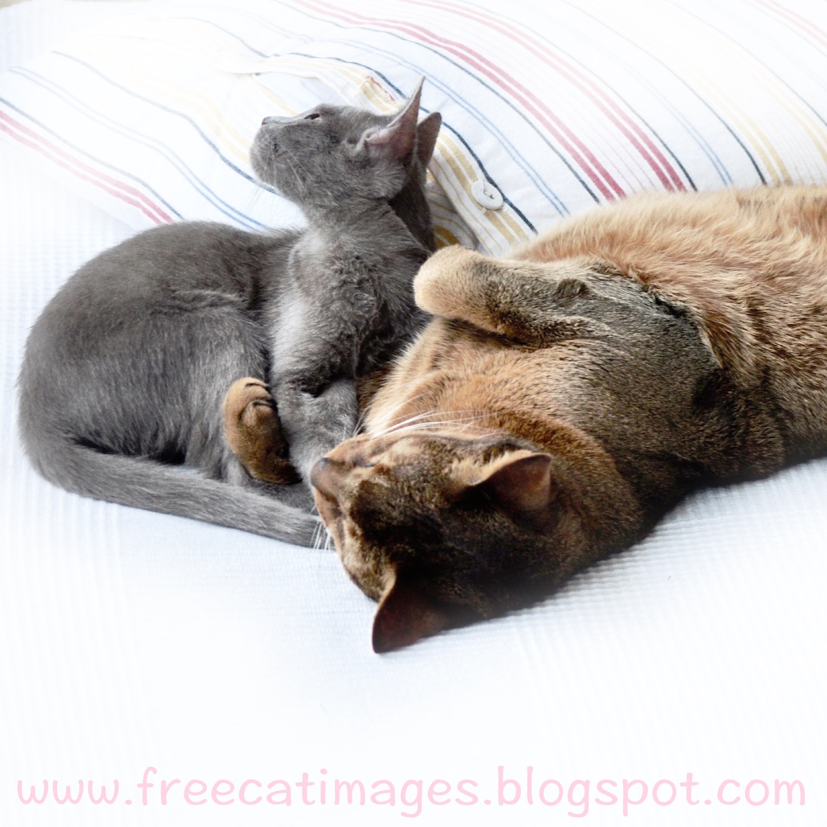 Free Cat Images arm in arm two cats tomcat with kitten