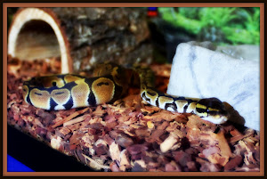 Learn More About Ball Pythons