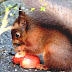 American Red Squirrel - Red Squirrel Diet