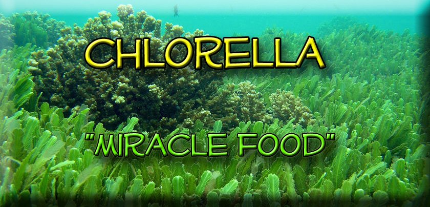 Image result for medicinal algae chlorella