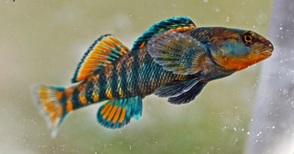 Ohio Birds and Biodiversity A fine kettle of fish, Pt. II