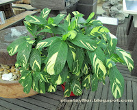 Ctenanthe pilosa