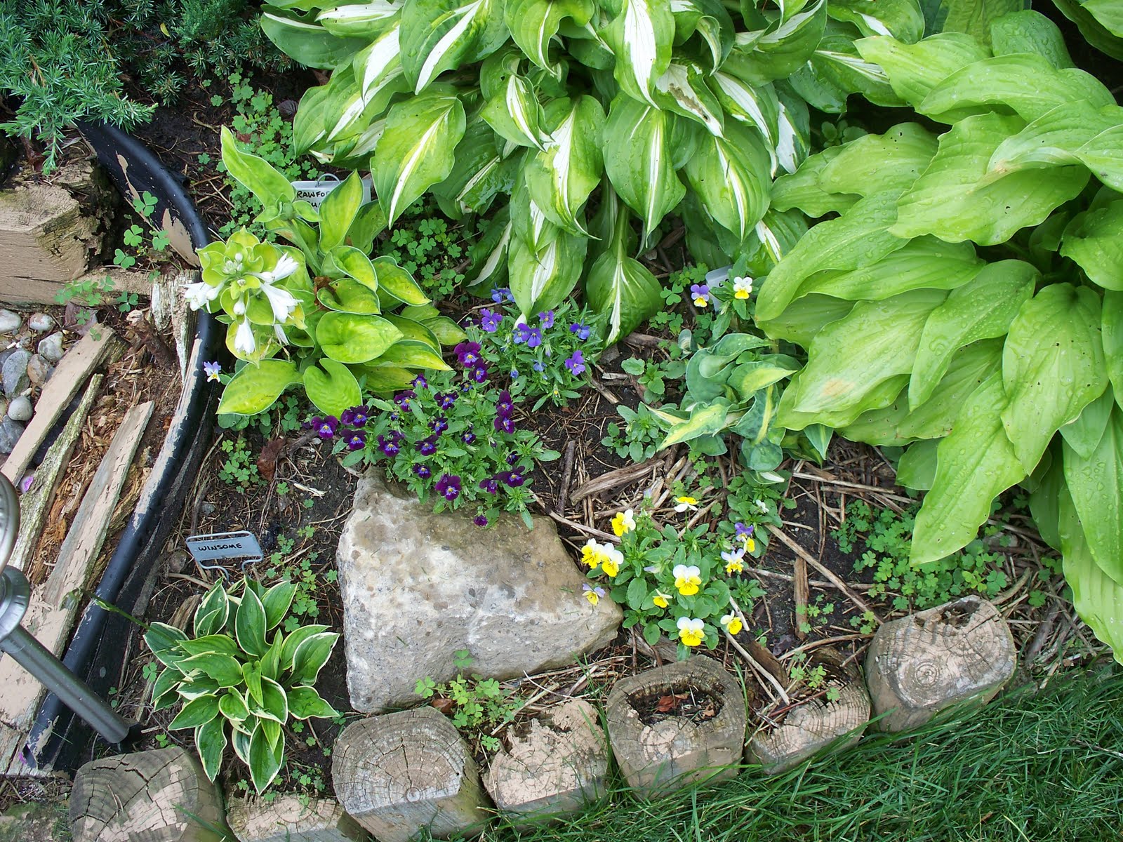 NanciWorld Super Plants