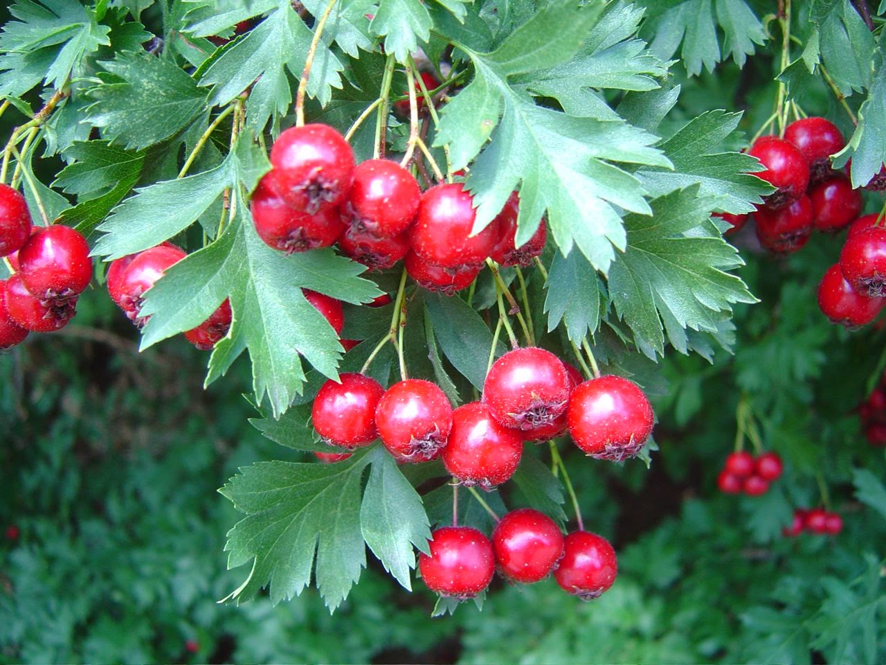 Heart friend - hawthorn. Useful properties of the miraculous plant 29 Heart friend - hawthorn. Useful properties of the miraculous plant 27
