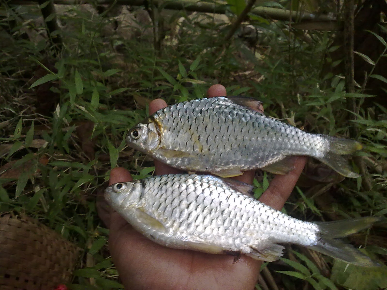 DADANG ALAMSYAH: 2015