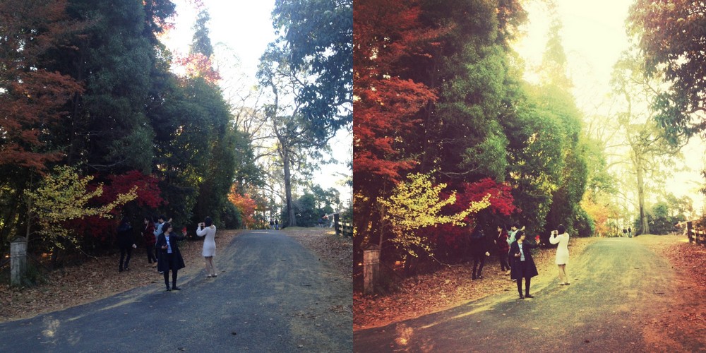 a road of maple trees on mount wilson mount wilson autumn trees