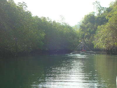 pump boat pump boat in the middle of mangrove trees