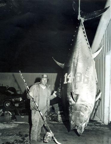 Big Fishes of the World: TUNA BLUEFIN (Thunnus thynnus)