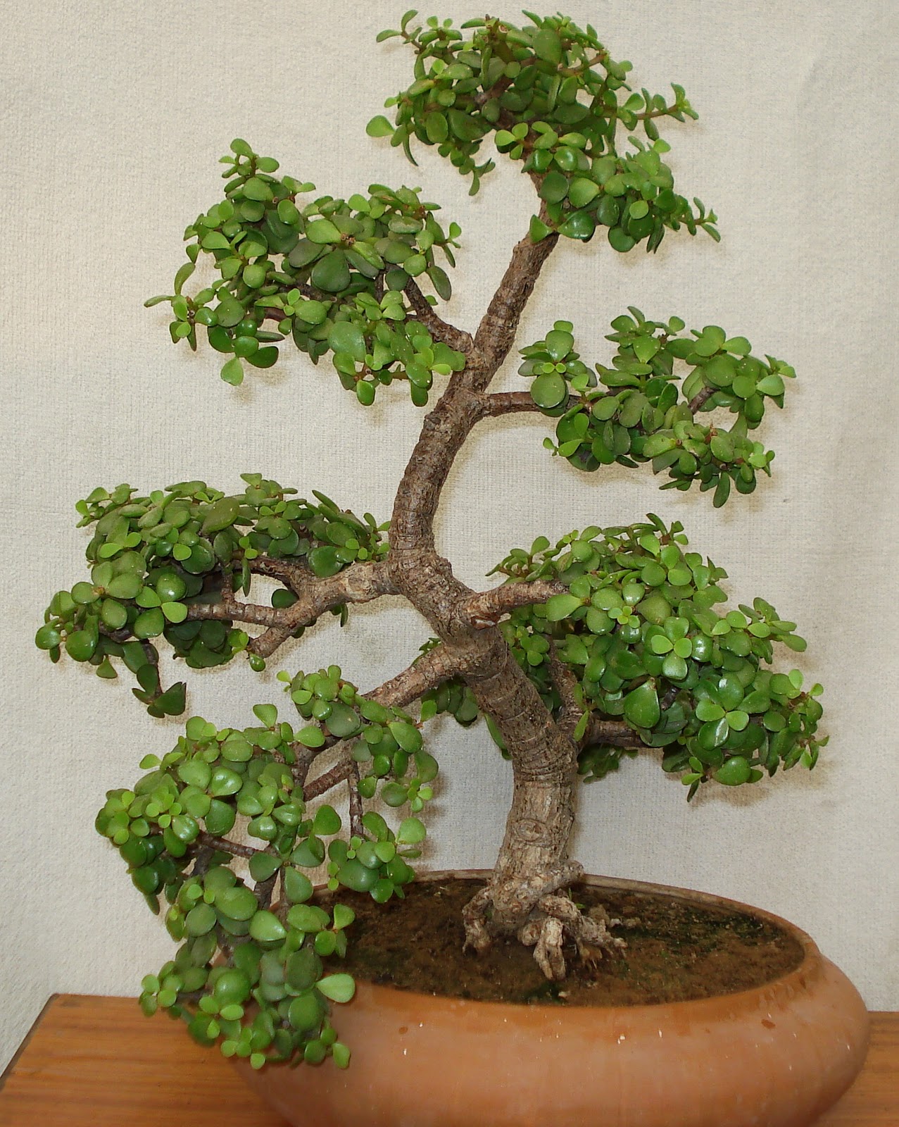 JADE BONSAIS FOR BEGINNERS BONSAISPLANTS AS GIFTSLANDSCAPING