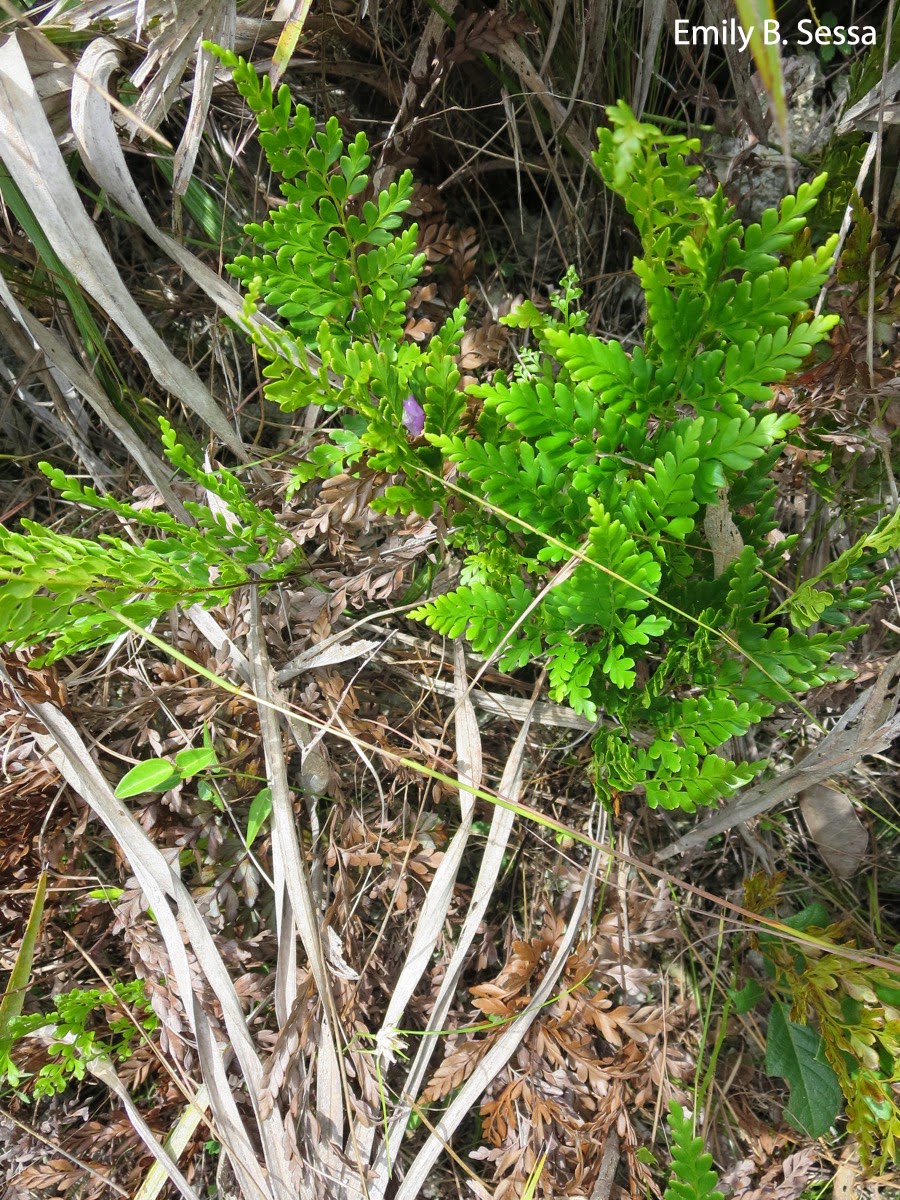 No seeds, no fruits, no flowers no problem. Pine