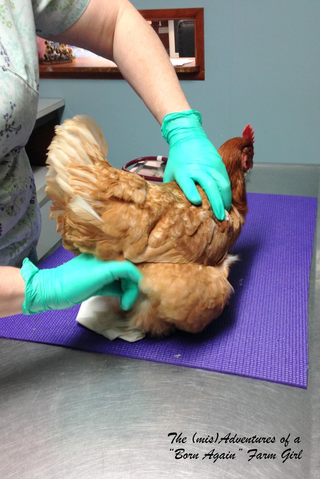 What is a Lash Egg?!?! The (mis)Adventures of a Homesteadin' Mama