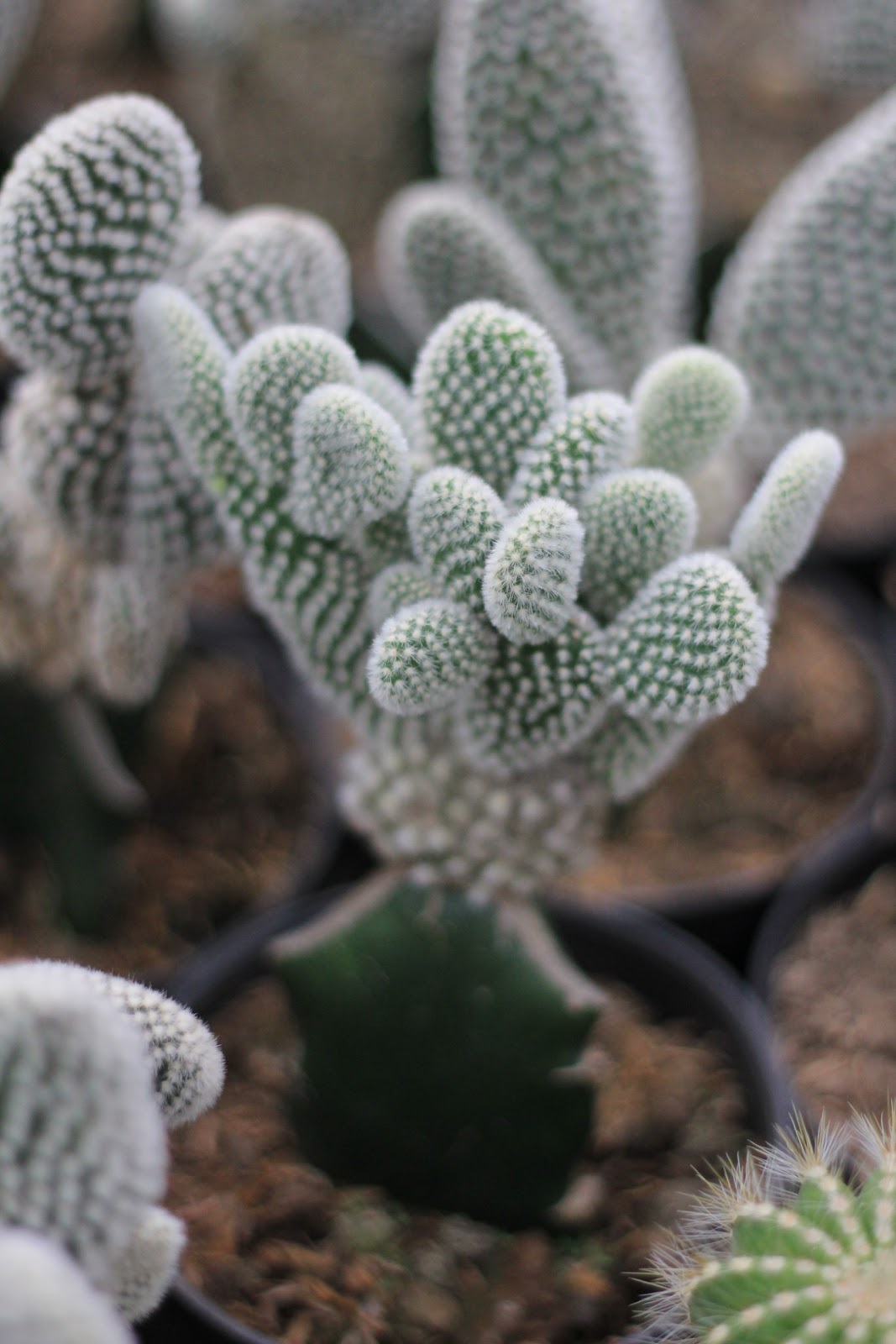 Go Green With Kaktus: Jual Aneka Macam Kaktus. Bisa untuk Souvenir