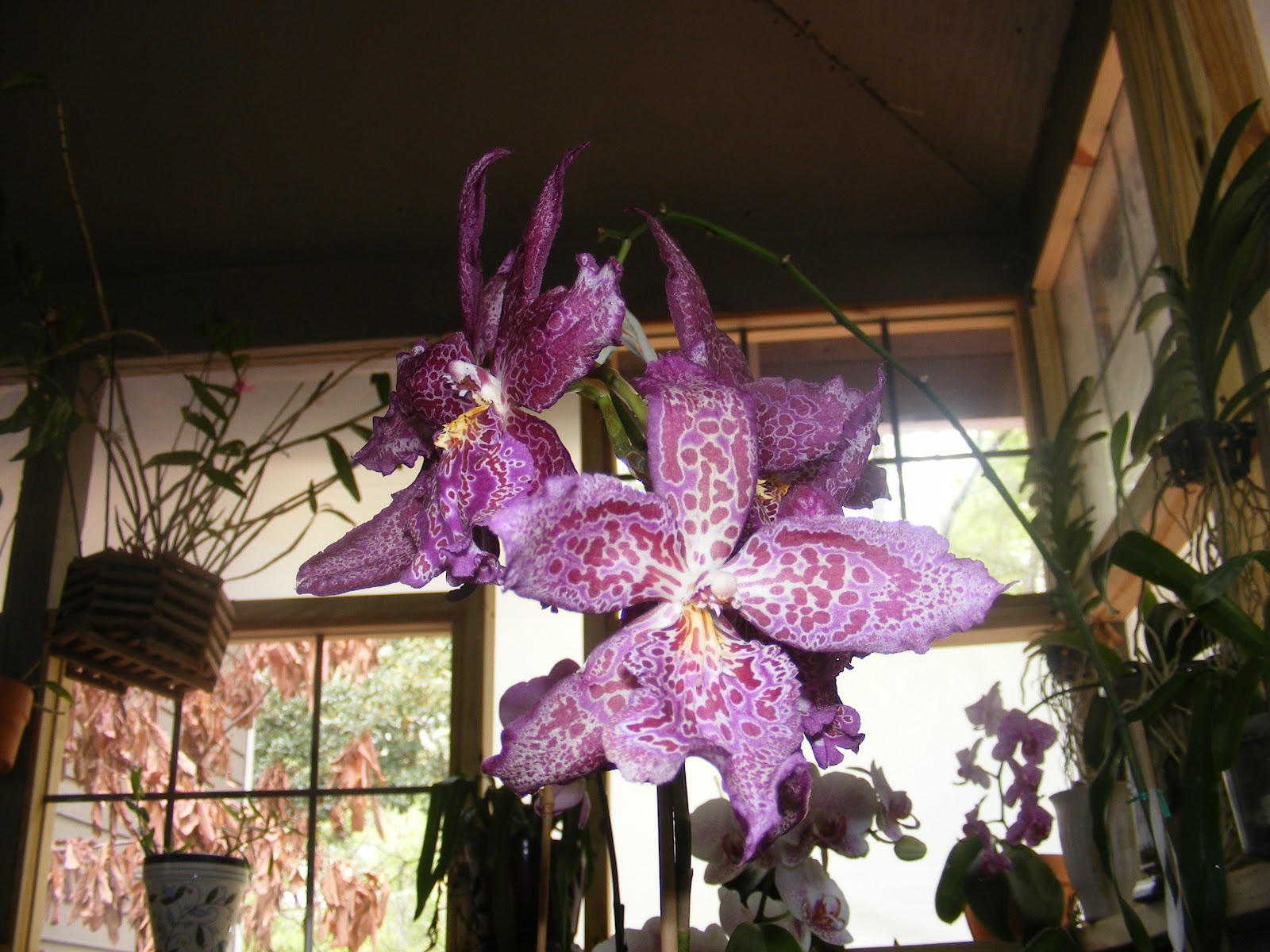 Flowers Galore; Did You Know?