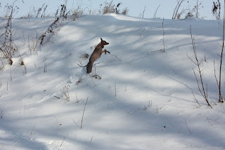 Italian Greyhounds winter